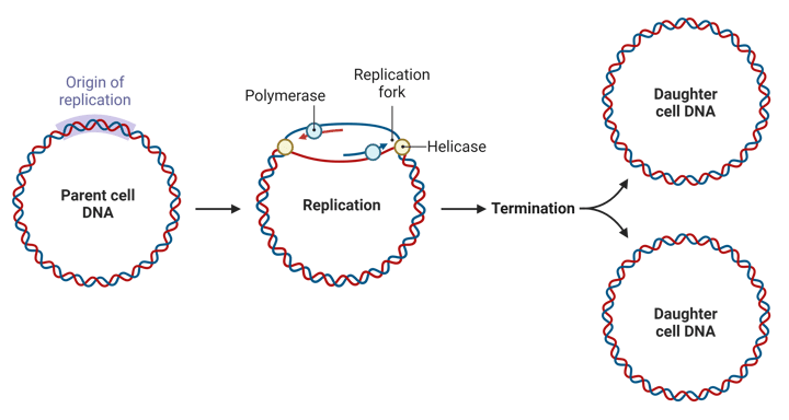 Plasmids 101: Stringent Regulation of Replication